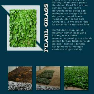 Menjual & Menanam Rumput (Pearl Grass)