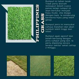Menjual dan Menanam Rumput (Philippines Grass)