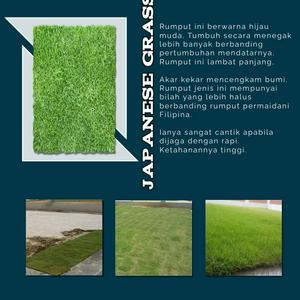 Menjual dan Menanam Rumput (Japanese Grass)