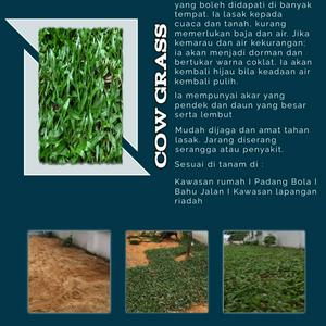 Menjual dan Menanam Rumput (Cow Grass)