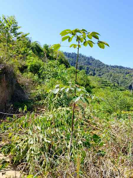 [WTS] ASET BERBALOI: KEBUN GETAH 5 EKAR SIAP TERES & JALAN (GUAL IPOH)