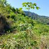 [WTS] ASET BERBALOI: KEBUN GETAH 5 EKAR SIAP TERES & JALAN (GUAL IPOH)