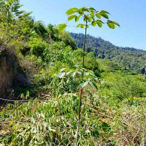 [WTS] ASET BERBALOI: KEBUN GETAH 5 EKAR SIAP TERES & JALAN (GUAL IPOH)