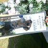 Jurugambar wedding